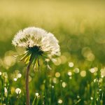 hypnotherapeute-reflexologue-saint-brieuc-broceliande-cotes-d-armor-bretagne-hypnose-hypersensible-therapie-coach-reflexologie-fleur