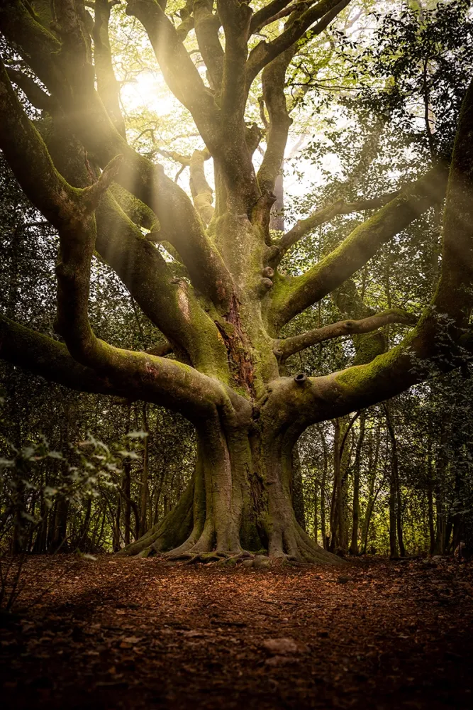 hypnotherapeute-reflexologue-saint_brieuc-broceliande-cotes_d_armor-bretagne-hypnose-hypersensible-therapie-coach-reflexologie-arbre-magie